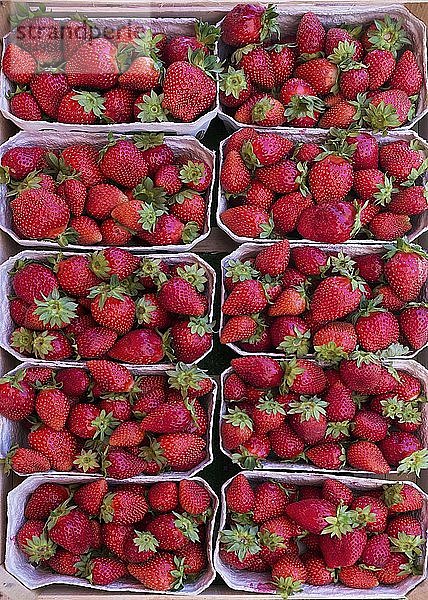 Frische Erdbeeren an einem Marktstand  Deutschland  Europa