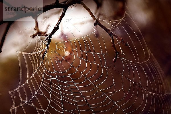 Spinnennetz auf einem Zweig in einem Herbstwald