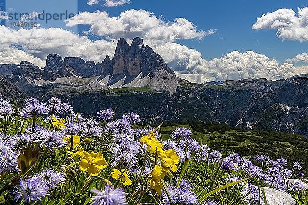 Blumenwiese vor Bergpanorama  Globularia nudicaulis (Globularia nudicaulis) mit Drei Zinnen von Lavaredo  Plätzwiese  Dolomiten  Fanes-Nationalpark  Toblach  Italien  Europa