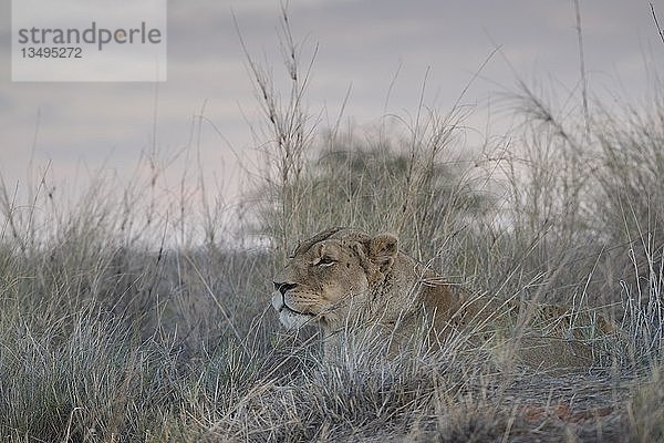 Löwin (Panthera leo)  aufmerksam im Gras liegend und hinausschauend  Hardap-Region  Namibia  Afrika