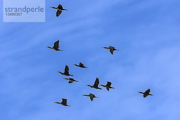 Fliegende Kormorane (Phalacrocoracidae) am bewölkten Himmel  Darß  Mecklenburg-Vorpommern  Deutschland  Europa