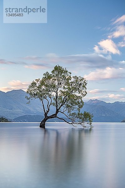 Einzelner Baum steht im Wasser  Wanaka Lake  Der Wanaka Baum  Roys Bay  Otago  Südinsel  Neuseeland  Ozeanien