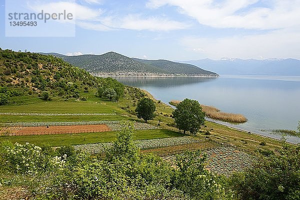 Ufer  Prespa-See  Nationalpark Prespa  Albanien  Europa