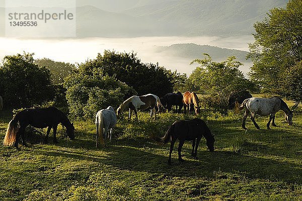 Weidende Wildpferde  Gran Sasso  Abruzzen  Italien  Europa