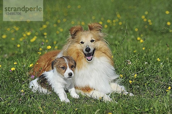 Jack Russell Terrier  braun weiß  Welpe 7 Wochen und Sheltie  zobel  Hündin  sitzend in Blumenwiese  Österreich  Europa