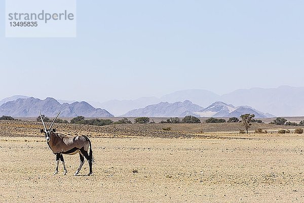 Gemsbock (Oryx gazella) in ausgetrockneter Landschaft  Sossusvlei  Namib-Naukluft-Nationalpark  Namibia  Afrika