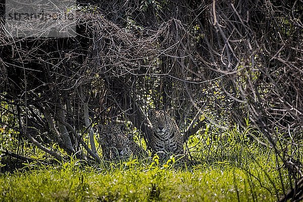 Drei Jaguare (Panthera onca) versteckt in dichter Vegetation im Gebüsch  Barranco Alto  Pantanal  Mato Grosso do Sul  Brasilien  Südamerika