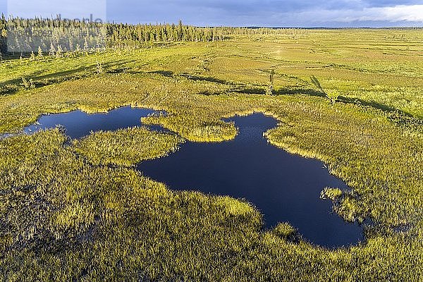 Drohnenansicht  Luftaufnahme  See im Feuchtgebiet  Moor  boreal  arktische Nadelbäume  SodankylÃ¤  Lappland  Finnland  Europa