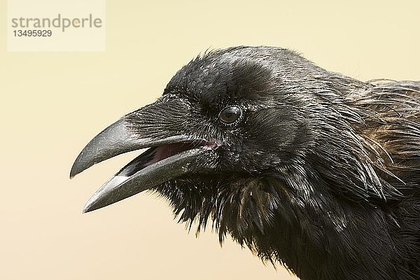 Kolkrabe (Corvus corax)  Tierportrait  offener Schnabel  Highlands  Schottland  Vereinigtes Königreich  Europa
