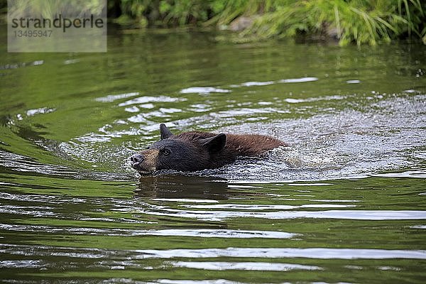 Amerikanischer Schwarzbär (Ursus americanus)  Jungtier schwimmt im Wasser  Pine County  Minnesota  USA  Nordamerika