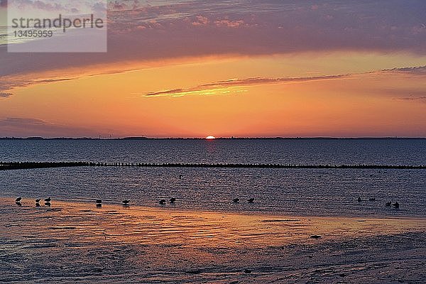Rötliches Wattenmeer mit Wasservögeln bei Sonnenaufgang  Amrum  Nordfriesland  Schleswig-Holstein  Deutschland  Europa