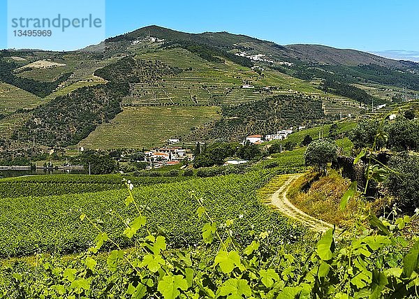 Weinberge in der Weinregion Alto Douro  Pinhao  Douro Valley  Portugal  Europa