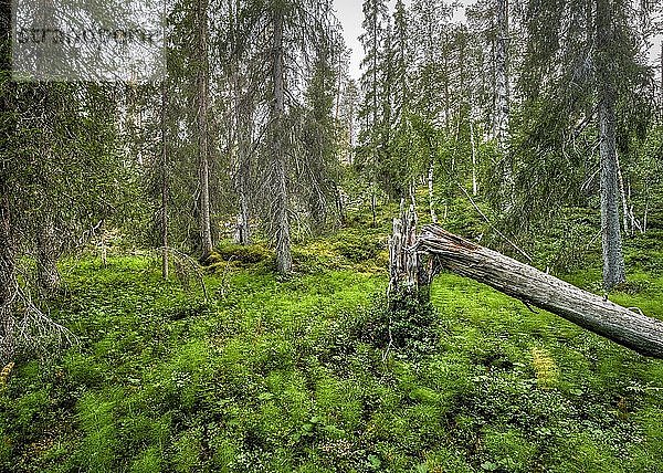 Umgestürzter Baum im arktischen Wald mit Schachtelhalmen (Equisetum)  Lappi  Finnland  Europa