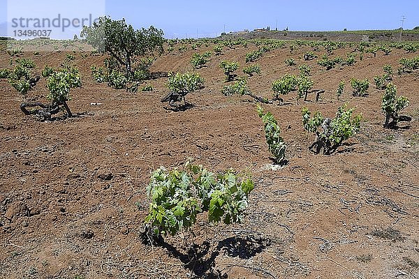 Alte Weinstöcke  Orotavatal  Teneriffa  Kanarische Inseln  Spanien  Europa
