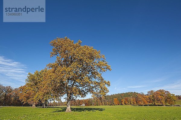 Herbst-Eichen (Quercus)  Oberbayern  Bayern  Deutschland  Europa