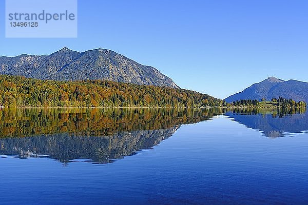 Halbinsel Zwergern im Herbst am Walchensee  hinter den Bergen Herzogstand und Jochberg  Oberbayern  Bayern  Deutschland  Europa
