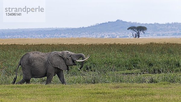 Afrikanischer Elefant (Loxodonta africana) im Sumpfgebiet  Amboseli-Nationalpark  Kenia  Afrika