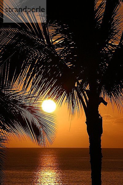 Palmen bei Sonnenuntergang  Maui  Hawaii  Pazifischer Ozean