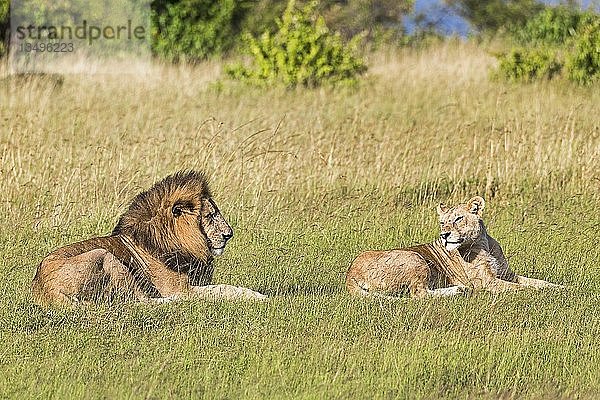 Löwen (Panthera leo)  Tierpaar vor der Paarung  im Gras liegend  Masai Mara  Narok County  Kenia  Afrika