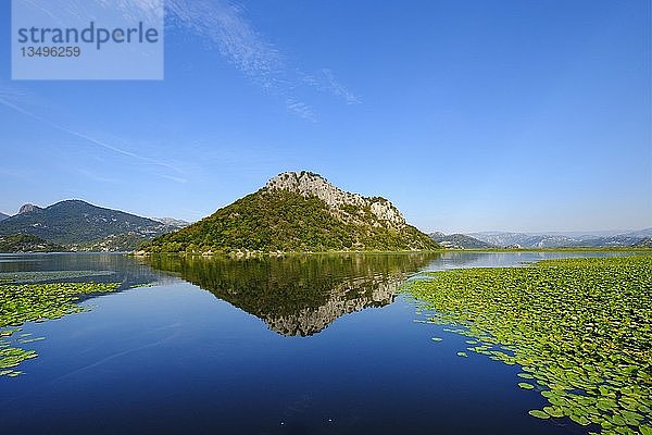 Skadarsee  Nationalpark Skadarsee  Provinz Cetinje  Montenegro  Europa