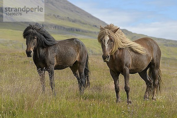 Zwei braune Islandpferde (Equus islandicus) auf der Weide  SauÃ°Ã¡rkrÃ³kur  Akrahreppur  NorÃ°urland vestra  Island  Europa