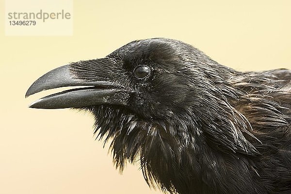 Kolkrabe (Corvus corax)  Tierportrait  offener Schnabel  Highlands  Schottland  Vereinigtes Königreich  Europa