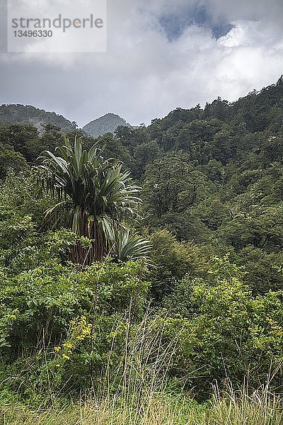 Unberührter Regenwald  Te Urewera National Park  Nordinsel  Neuseeland  Ozeanien