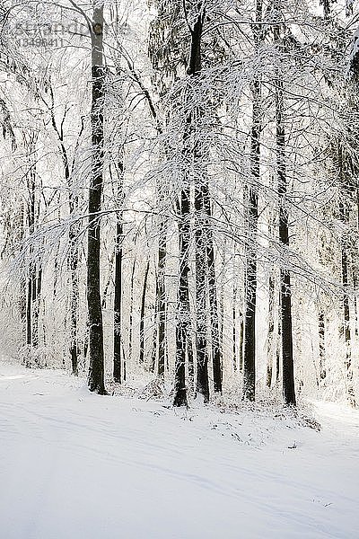 Verschneiter Wald im Winter  Höchsten  bei Illwangen  Baden-Württemberg  Deutschland  Europa