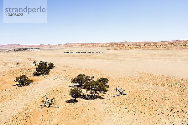 Luftaufnahme  Kameldornbäume (Acacia erioloba) im Wüstensand  Sossusvlei  Namib-Wüste  Namib-Naukluft-Nationalpark  Namibia  Afrika