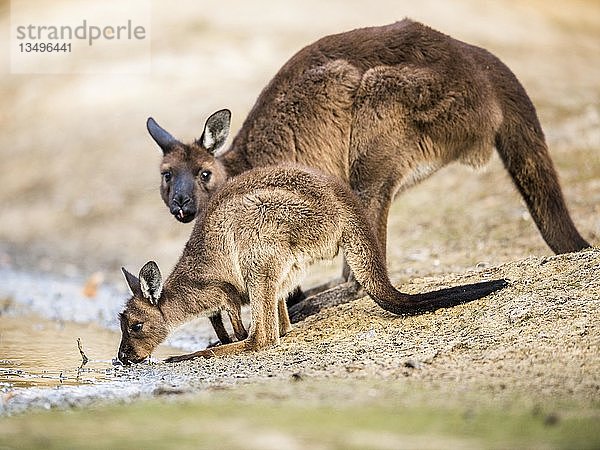 Westliche Graue Kängurus (Macropus fuliginosus)  trinken an einem Wasserloch  Jungtiere mit Mutter  Südaustralien  Australien  Ozeanien