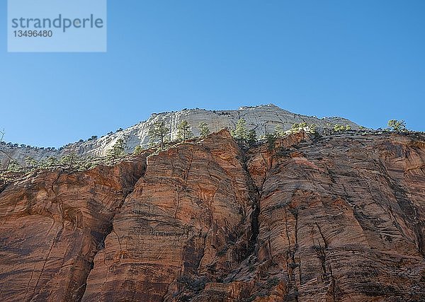 Rote Sandsteinwand  Angels Landing Trail  Berglandschaft  Zion National Park  Utah  USA  Nordamerika