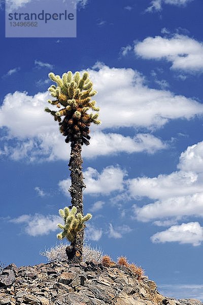 Cholla-Kaktus mit Wolken am Himmel  Joshua Tree National Park  Desert Center  Kalifornien  USA  Nordamerika