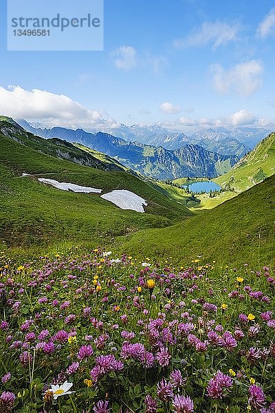 Rotklee (Trifolium pratense)  Seealpsee am Nebelhorn  Allgäuer Alpen  Oberstdorf  Oberallgäu  Allgäu  Schwaben  Bayern  Deutschland  Europa