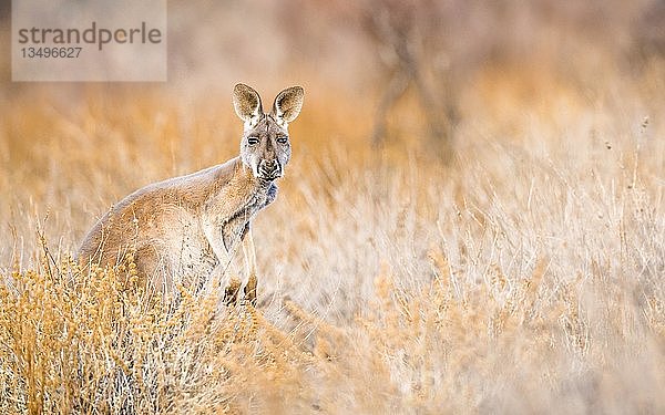 Rotes Känguru (Macropus rufus)  in seinem Lebensraum  Südaustralien  Australien  Ozeanien