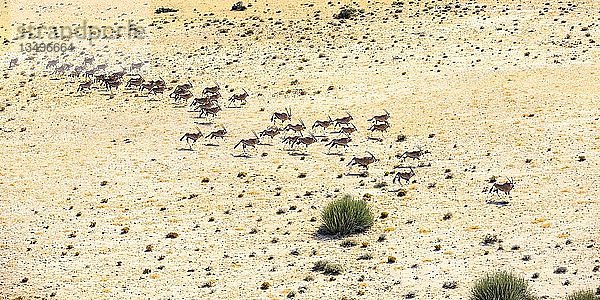 Luftaufnahme  Hartmann-Bergzebras (Equus zebra hartmannae)  Herde läuft durch trockene Steppe  Tinkas-Ebenen  Namib-Naukluft-Nationalpark  Erongo-Region  Namibia  Afrika