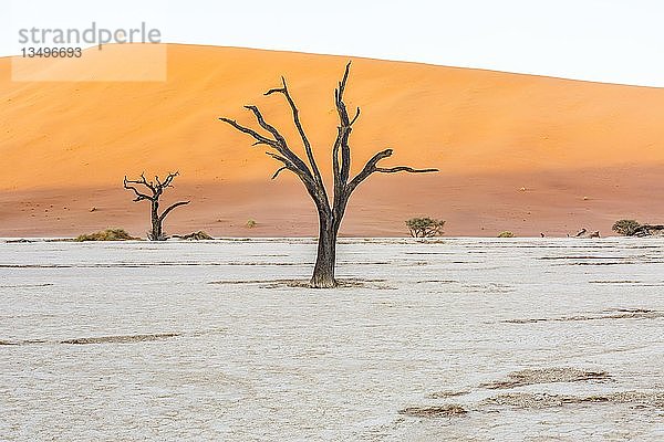 Morgenstimmung im Deadvlei  Sossusvlei  Namibia  Afrika