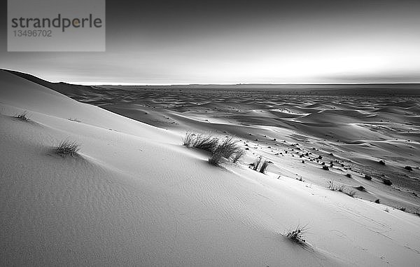 Sanddünen bei Sonnenaufgang  Schwarz-Weiß-Foto  Erg Chebbi  Merzouga  Sahara  Marokko  Afrika