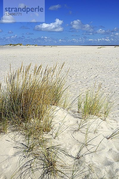 Dünen mit Strandhafer (Ammophila arenaria)  Strand  Ellenbogen  List  Sylt  Nordfriesische Inseln  Nordfriesland  Schleswig-Holstein  Deutschland  Europa