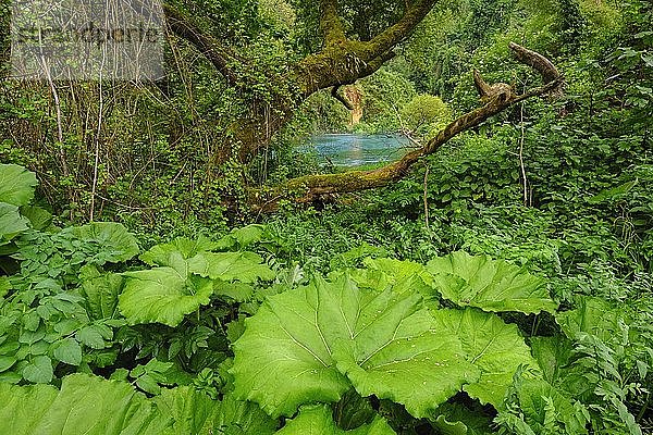 Auenwald  am Rücken Karstquelle blaues Auge  Syri i Kalter  Fluss Bistrica  bei Saranda  Qark Vlora  Albanien  Europa