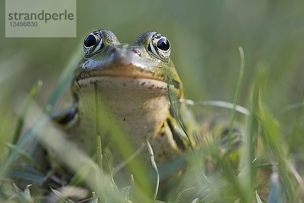 Grüner Frosch (Rana esculenta)  sitzt im Gras  Tierportrait  Niedersachsen  Deutschland  Europa
