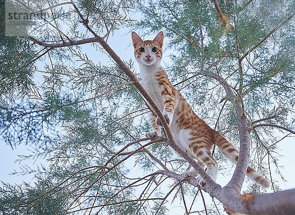 Junge Katze (Felis silvestris catus) klettert auf einen Baum  Kreta  Griechenland  Europa