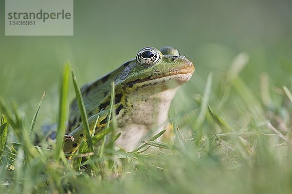 Grüner Frosch (Rana esculenta)  sitzt im Gras  Niedersachsen  Deutschland  Europa