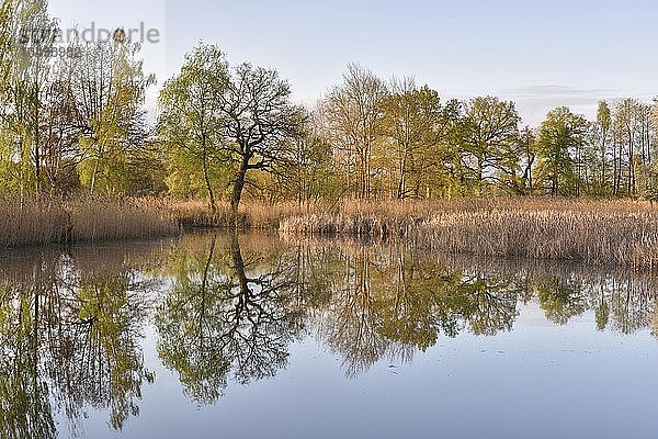 See mit Spiegelung der Bäume  Biosphärenreservat Oberlausitzer Heide- und Teichlandschaft  Sachsen  Deutschland  Europa
