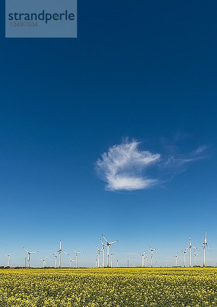 Windräder in Rapsfeldern vor blauem Himmel  Norderwöhrden  Schleswig-Holstein  Deutschland  Europa