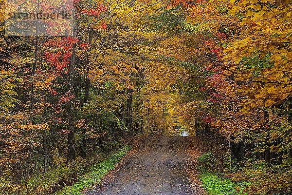 Schotterstraße mit bunten Bäumen im Herbst  Quebec  Kanada  Nordamerika