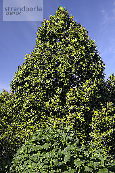 Nelkenbaum (Syzygium aromaticum)  Bali  Indonesien  Asien