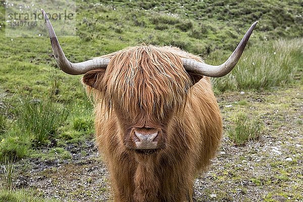Schottisches Hochlandrind (Bos taurus)  Tierporträt  Isle of Skye  Innere Hebriden  Schottland  Vereinigtes Königreich  Europa