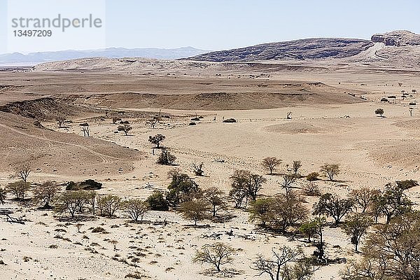 Luftaufnahme  Kameldornbäume (Acacia erioloba) im Tsondab Dry River  Namib-Naukluft-Nationalpark  Namibia  Afrika