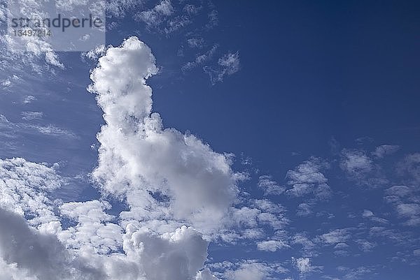 Wolkenturm (Cumulus Congestus)  Deutschland  Europa