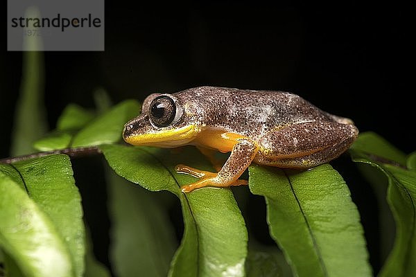 Boophis (Boophis sp.)  Ankanin Ny Nofy  Madagaskar  Afrika